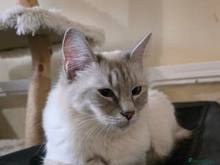 Ragdoll cats Stunning Blue Lynx Ragdoll - Advert 4