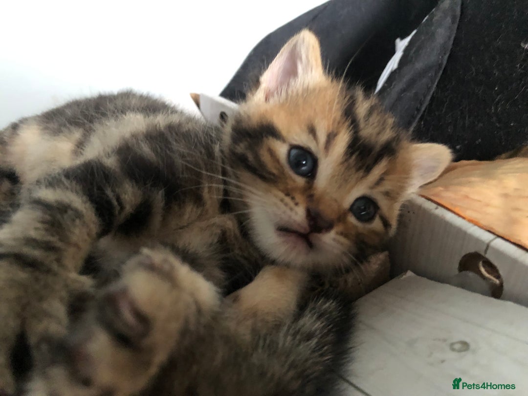 Bombay cats for sale: 🐾🌟tow lovely boys lefted🌟🐾 - Image 10