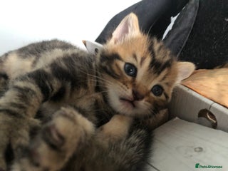 Bombay cats - Advert 4