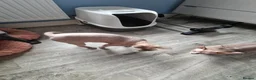 Sphynx cats for sale: Sphynx girl 2.5 y/o health tested - Advert 7