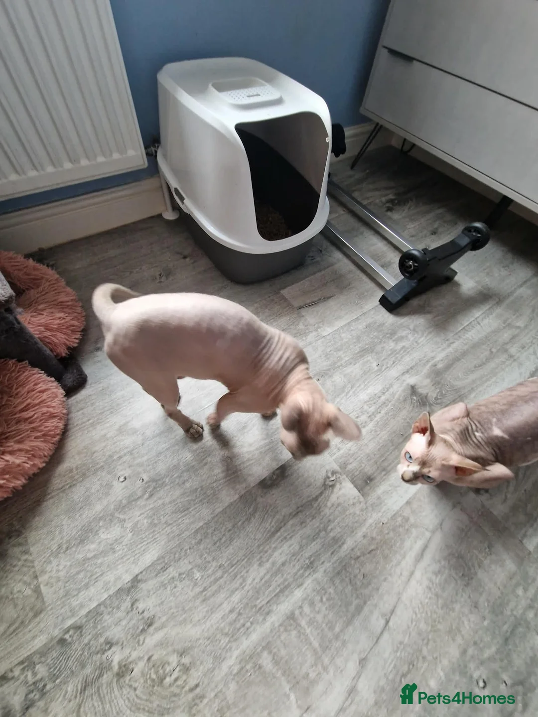 Sphynx cats for sale: Sphynx girl 2.5 y/o health tested - Advert 7