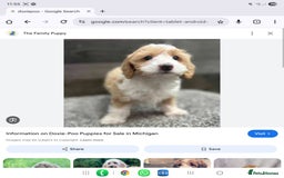 Mixed Breed dogs for sale: Doxiepoos  - Image 22