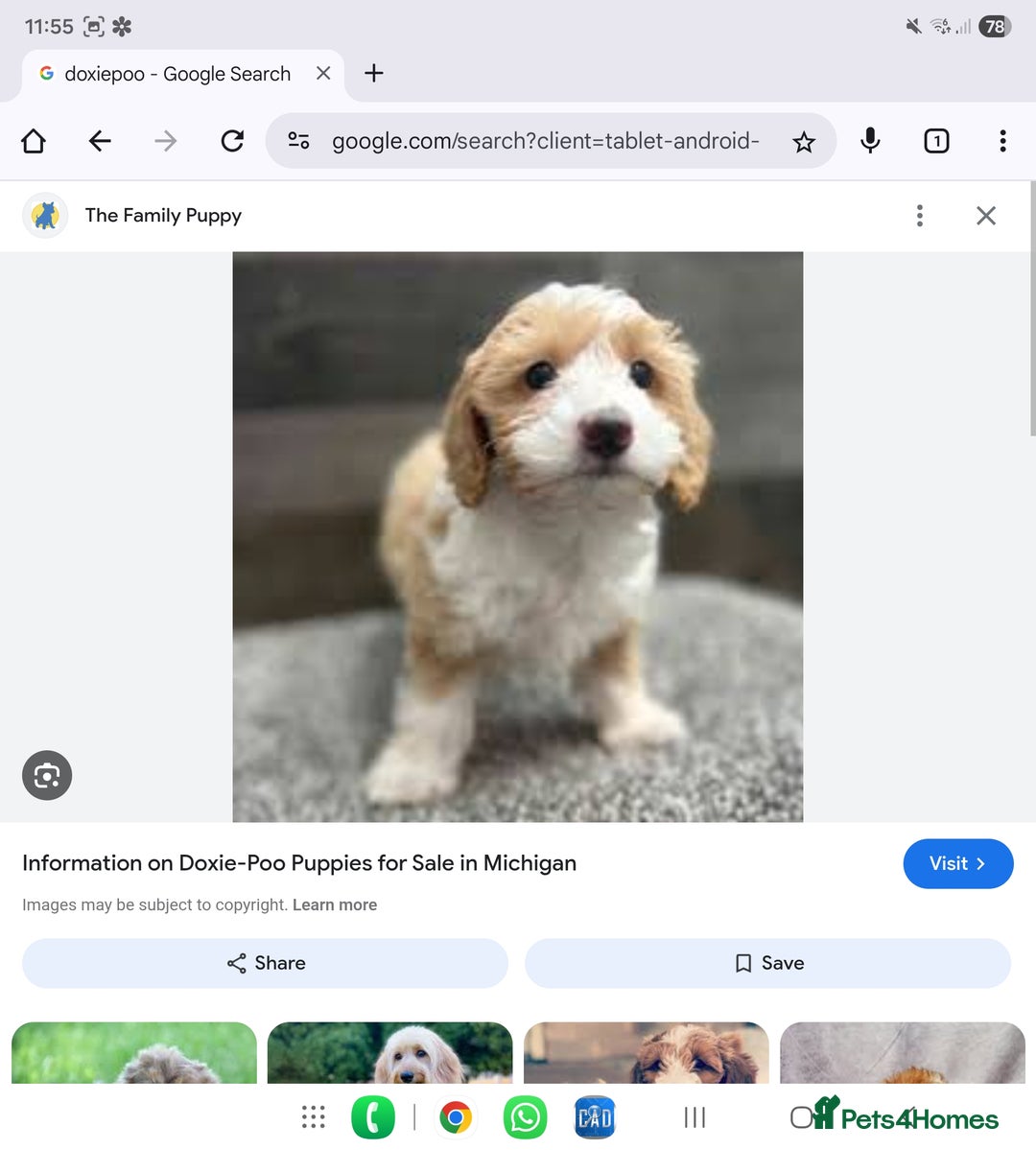 Mixed Breed dogs for sale: Doxiepoos  - Image 22