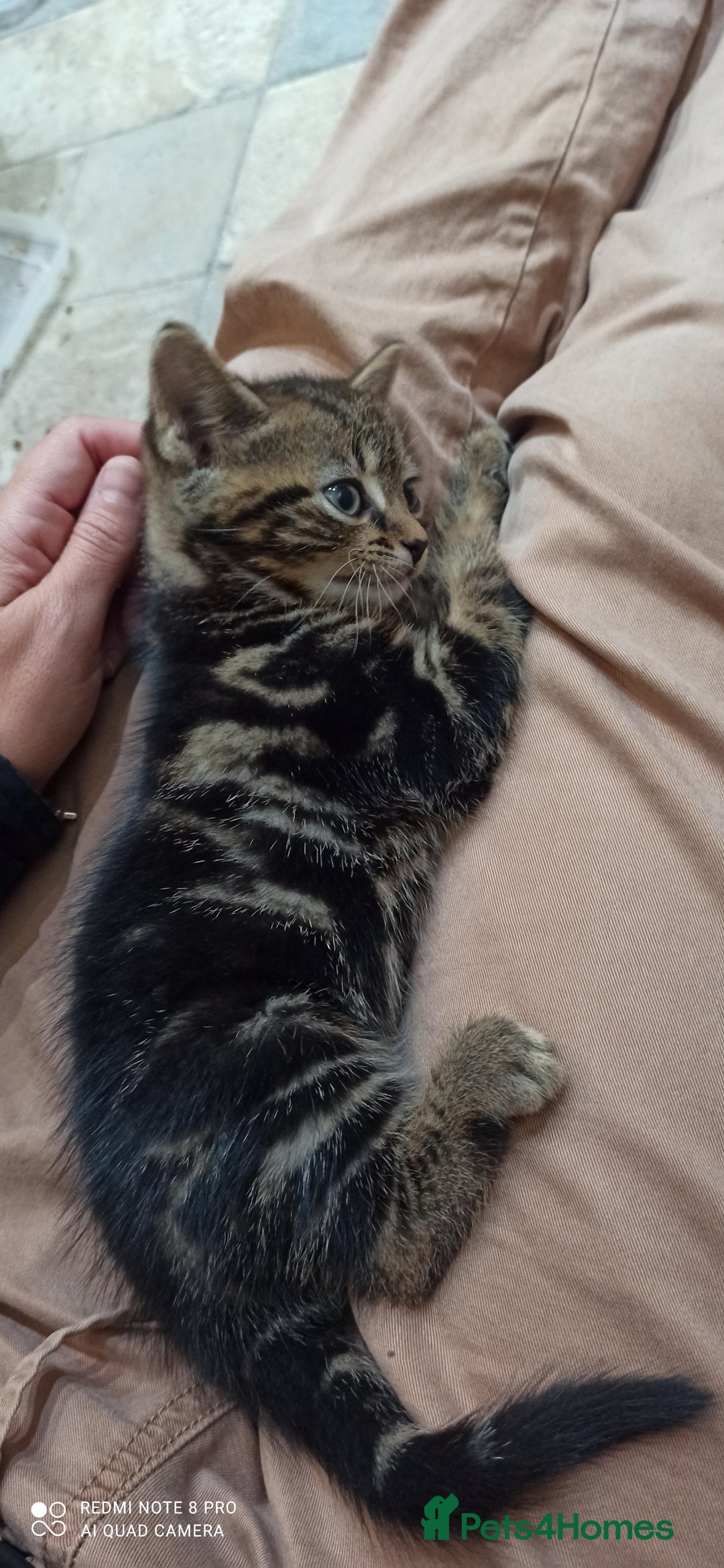 British Shorthair cats for sale: Beautiful tabby kittens - Image 31