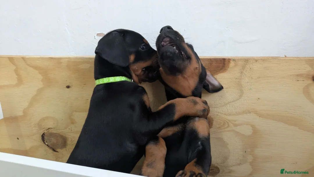 Dobermann dogs for sale: KC registered litter of 5 Dobermann puppies - Advert 28