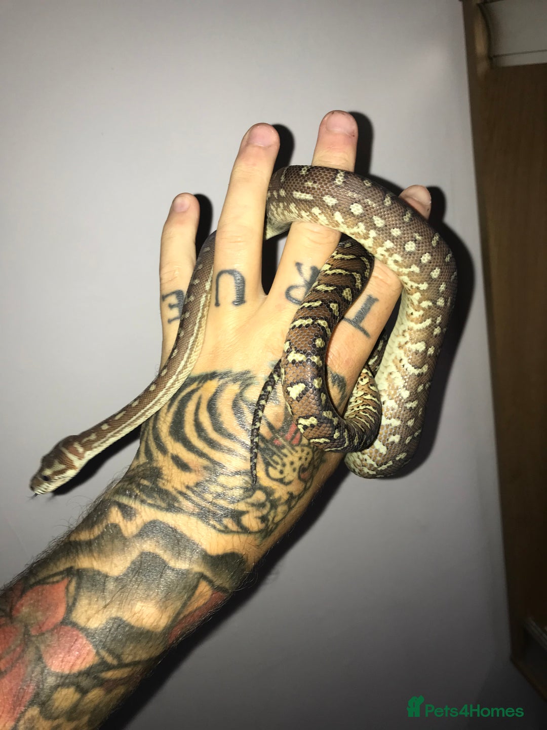 Python Snake reptiles for sale: Morelia bredli python male  - Image 13