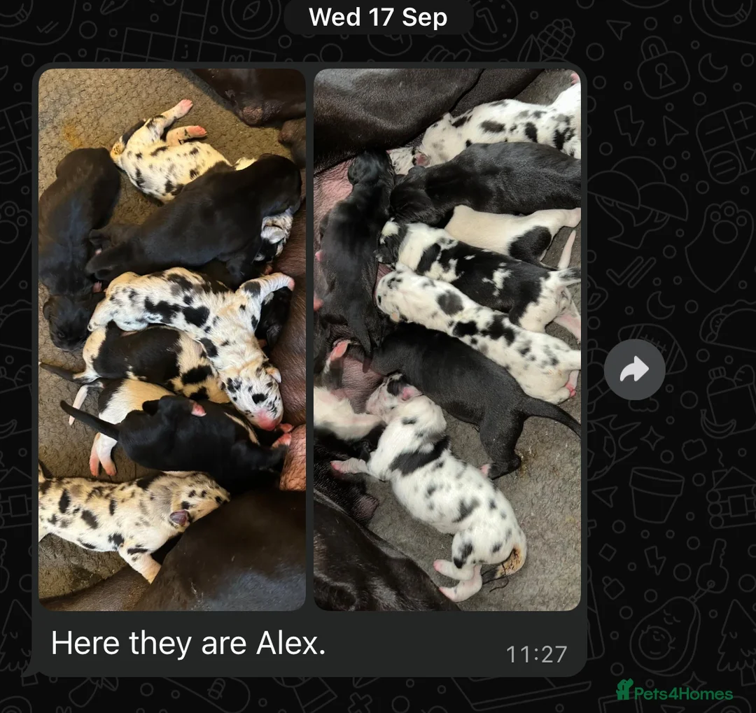 Great Dane dogs for stud: 🤍🖤Proven Stud🖤🤍 KC Harlequin Great Dane 3yrs - Advert 8