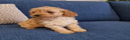 Cockapoo dogs for sale: Beautiful Cockapoo Puppies – 1 Girl & 2 Boys 🐶 - Advert 5