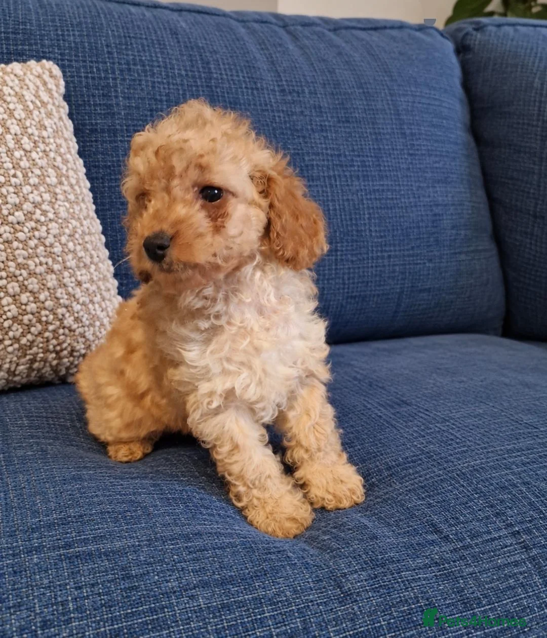 Cockapoo dogs for sale: Beautiful Cockapoo Puppies – 1 Girl & 2 Boys 🐶 - Advert 5