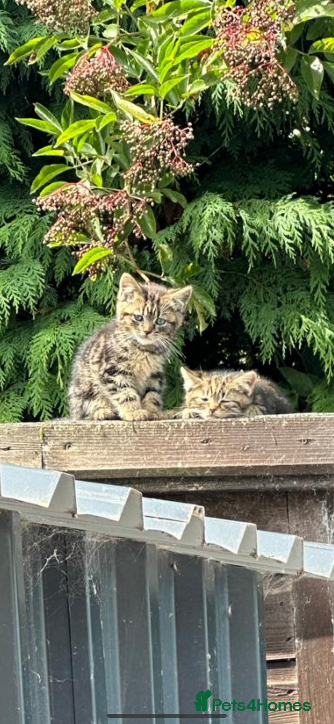 British Shorthair cats for sale: Stunning British shorthair X - Image 4