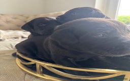 Labrador Retriever dogs for sale: Stunning homebred labs - Image 1