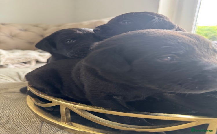Labrador Retriever dogs - Advert 2