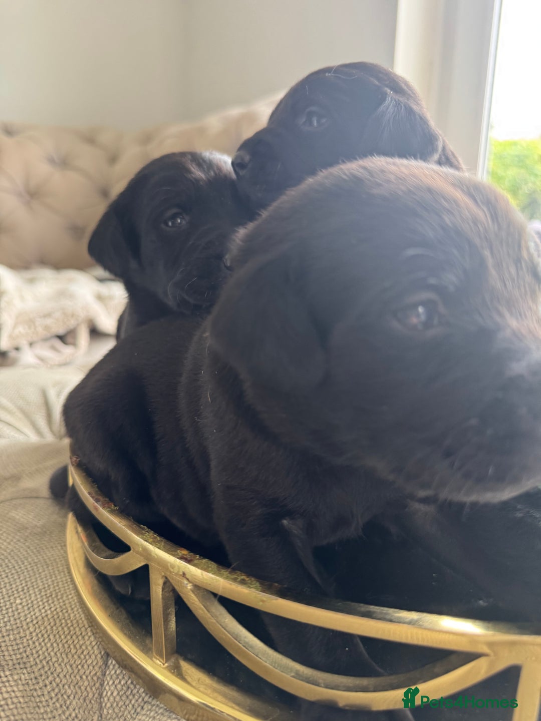 Labrador Retriever dogs for sale: Stunning homebred labs - Image 1