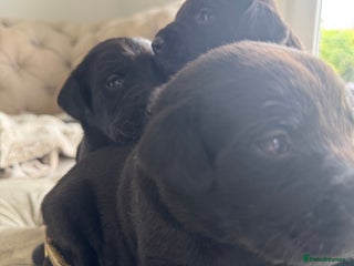 Labrador Retriever dogs - Advert 19