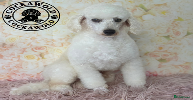 Cockapoo dogs - Advert 2