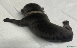 Cane Corso dogs for sale: Lupo D’Italia Kennels - Image 20