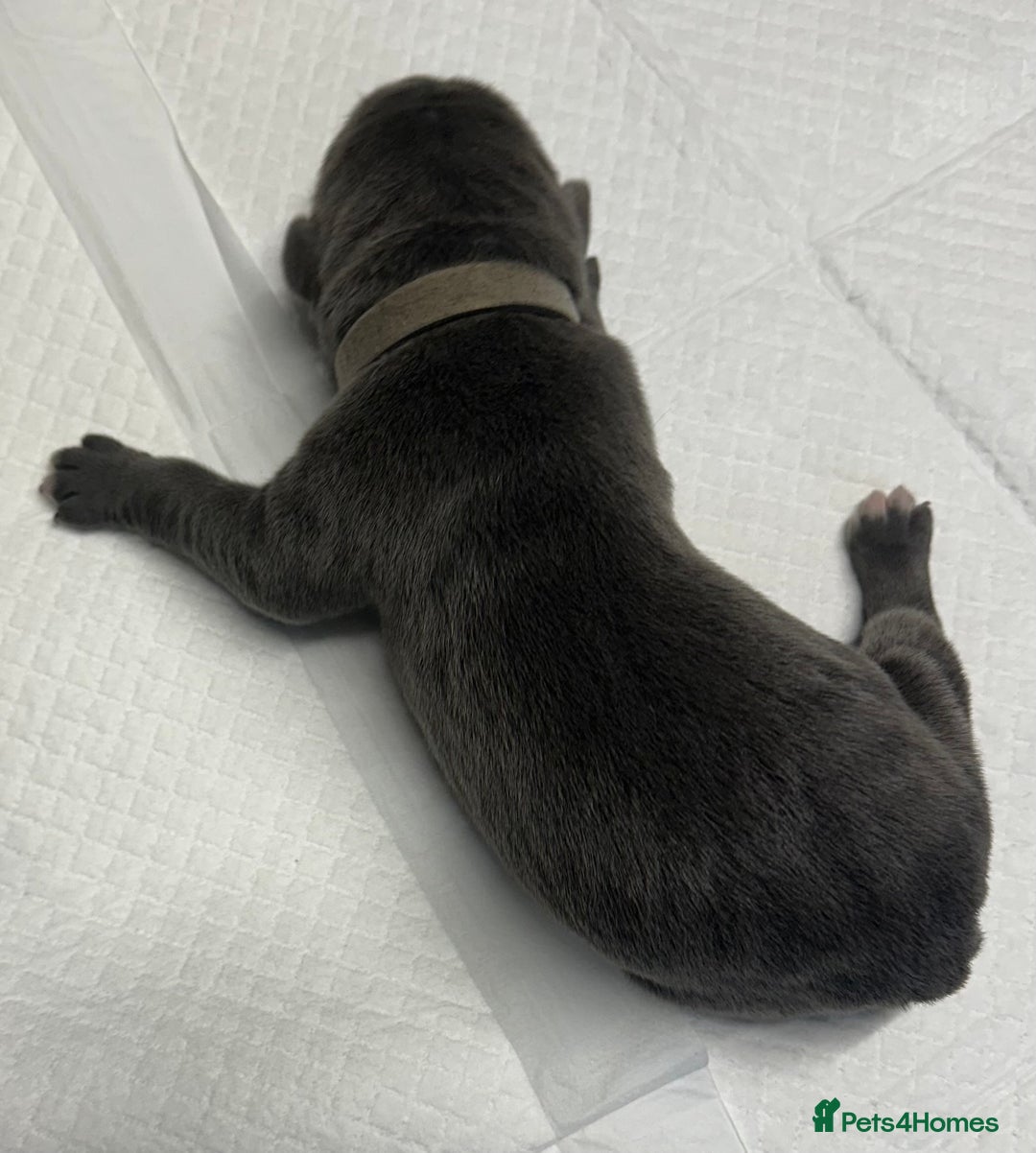 Cane Corso dogs for sale: Lupo D’Italia Kennels - Image 20