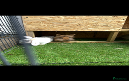 English Lop rabbits for sale: 3 female rabbits  - Image 6