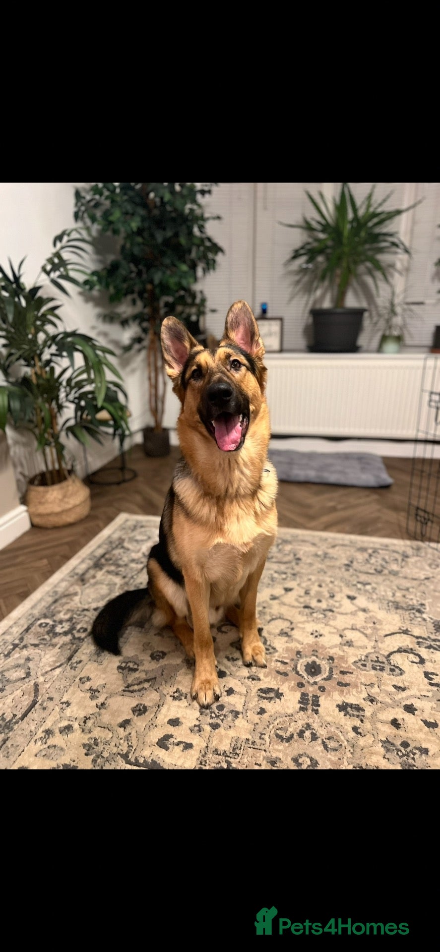 German Shepherd dogs for sale: German Shepherd - Jango  - Advert 1