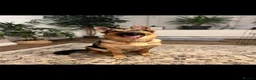 German Shepherd dogs for sale: German Shepherd - Jango  - Advert 1