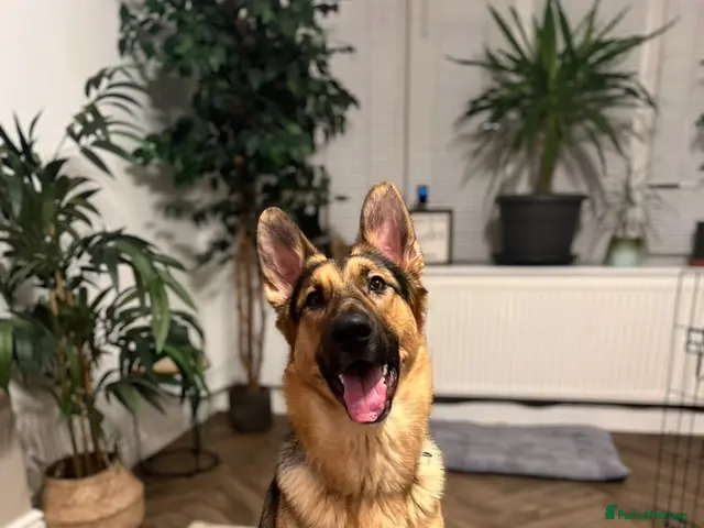German Shepherd dogs for sale: German Shepherd - Jango - Advert 1