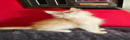 Maine Coon cats for sale: 2 stunning Mainecoon kittens  - Advert 8