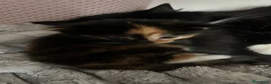 Mixed Breed Kitten 2