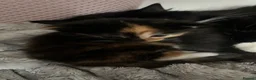 Mixed Breed cats for sale: 4 Beautiful Fluffy Babies - Advert 2