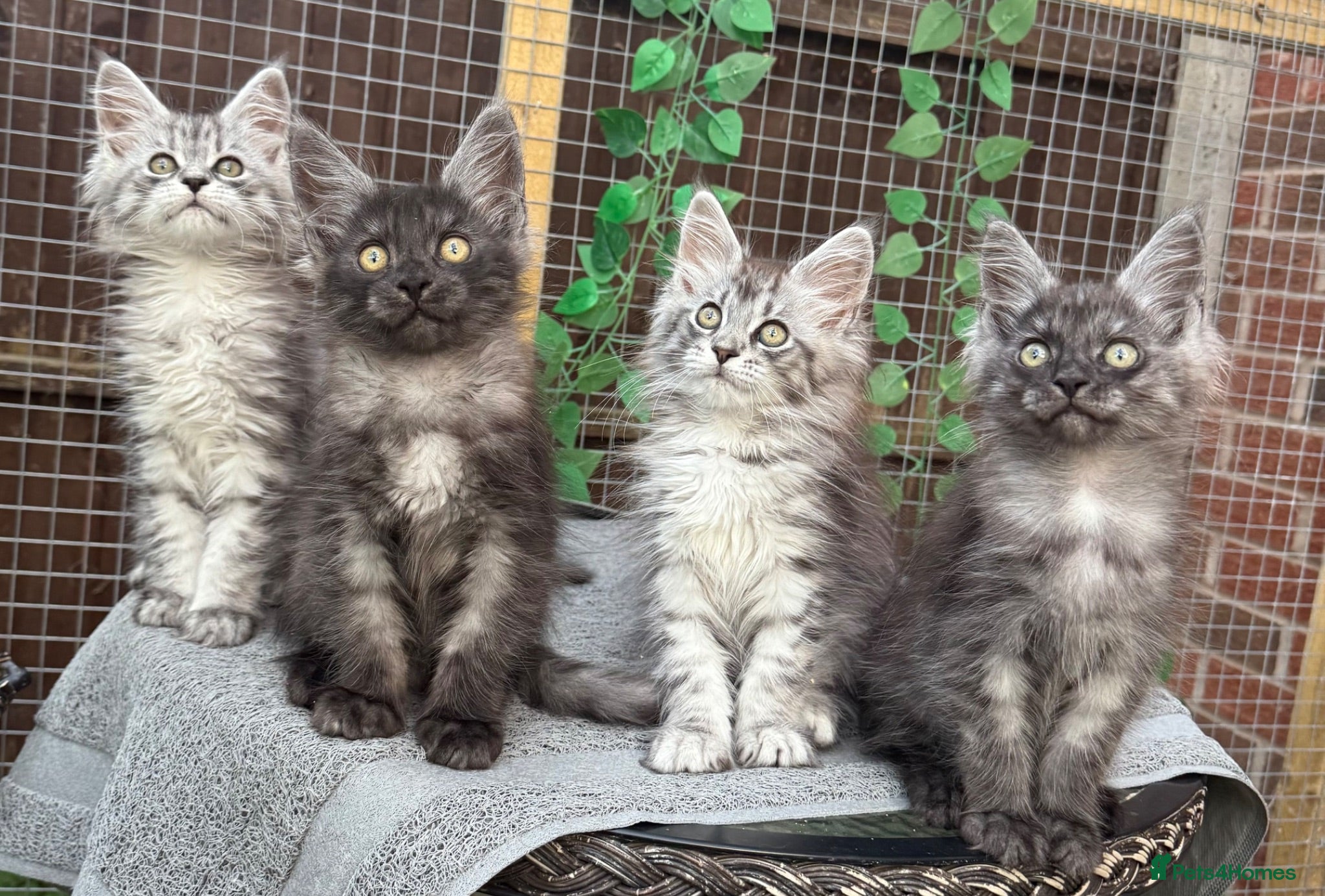 Maine Coon cats Maine coon kittens - Advert 1