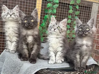 Maine Coon cats Maine coon kittens - Advert 1