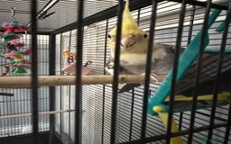 Cockatiels birds for sale: Cockatiel bird and cage  - Image 1