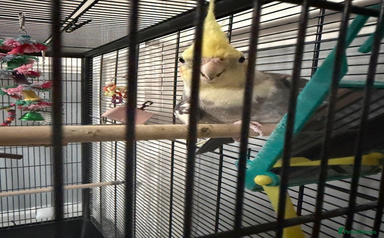 Cockatiels birds - Advert 13