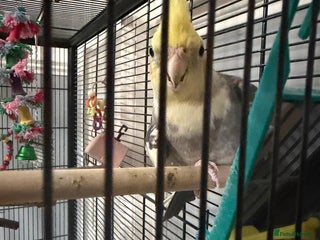 Cockatiels birds - Advert 2