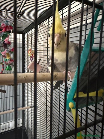 Cockatiels birds - Advert 13