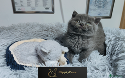 British Shorthair cats for sale: GCCF registered chunky British Shorthair kittens  - Image 9