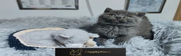 British Shorthair cats for sale: READY NOW GCCF chunky British Shorthair kittens  - Advert 8