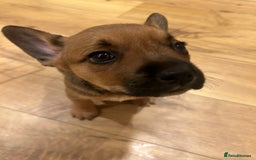 Mixed Breed dogs for sale: Follie (French bulldog / border collie) pups 4sale - Image 17