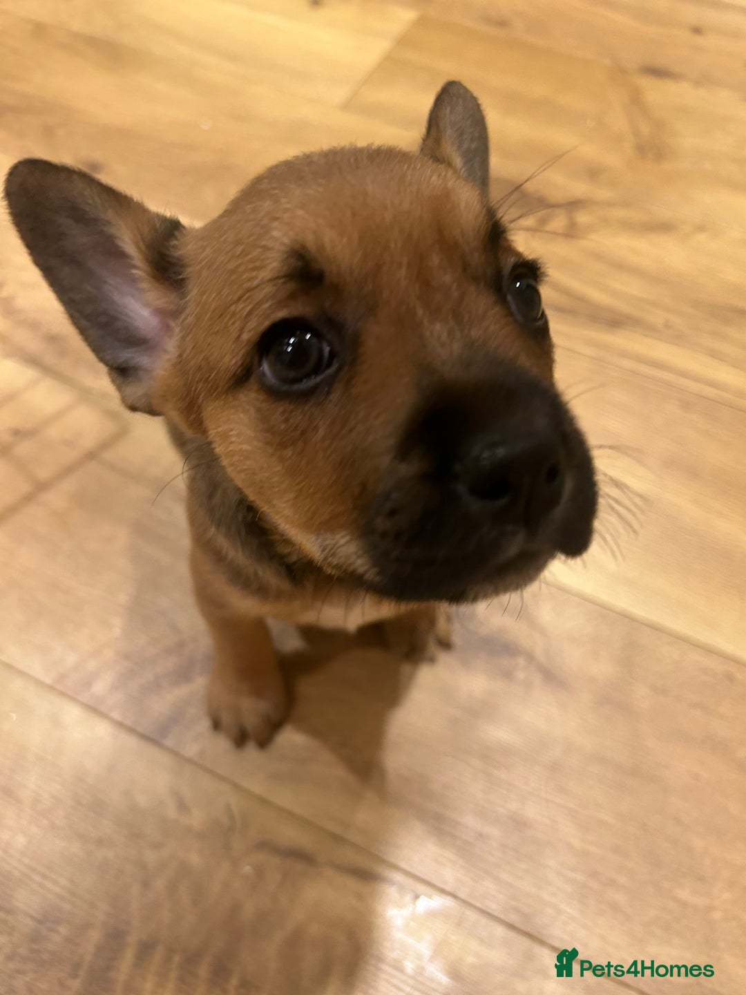 Mixed Breed dogs for sale: Follie (French bulldog / border collie) pups 4sale - Image 17