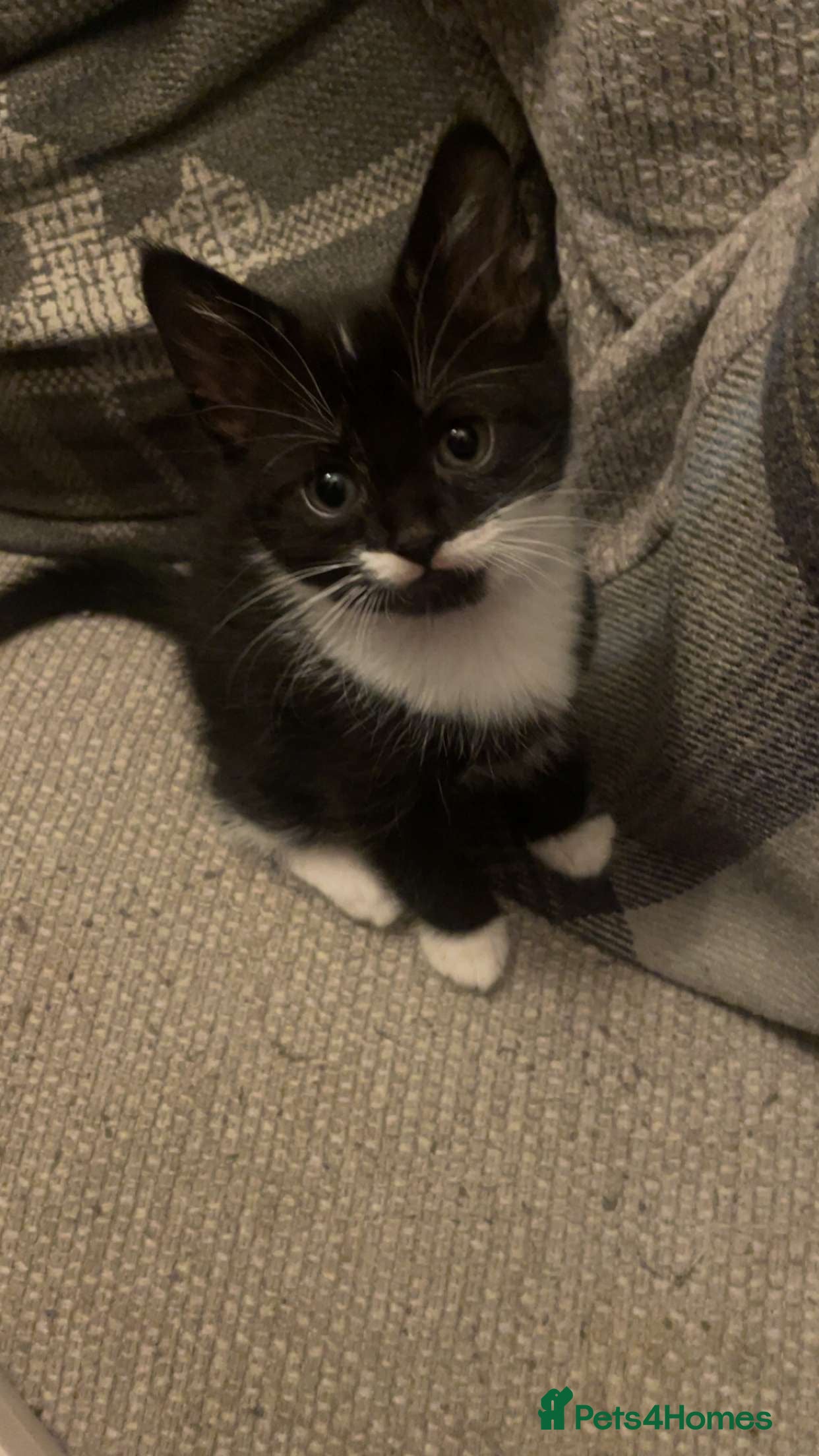 Mixed Breed cats for sale: Two kittens and mother cat in Wallasey - Advert 10