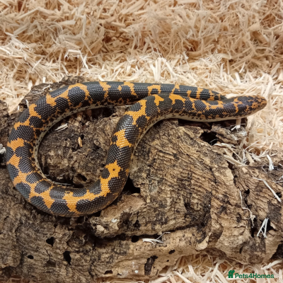 Boa Snake reptiles Beautiful, Juvenile, Captive-Bred Kenyan Sand Boas - Advert 17