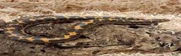 Boa Snake reptiles for sale: Beautiful, Juvenile, Captive-Bred Kenyan Sand Boas - Advert 1