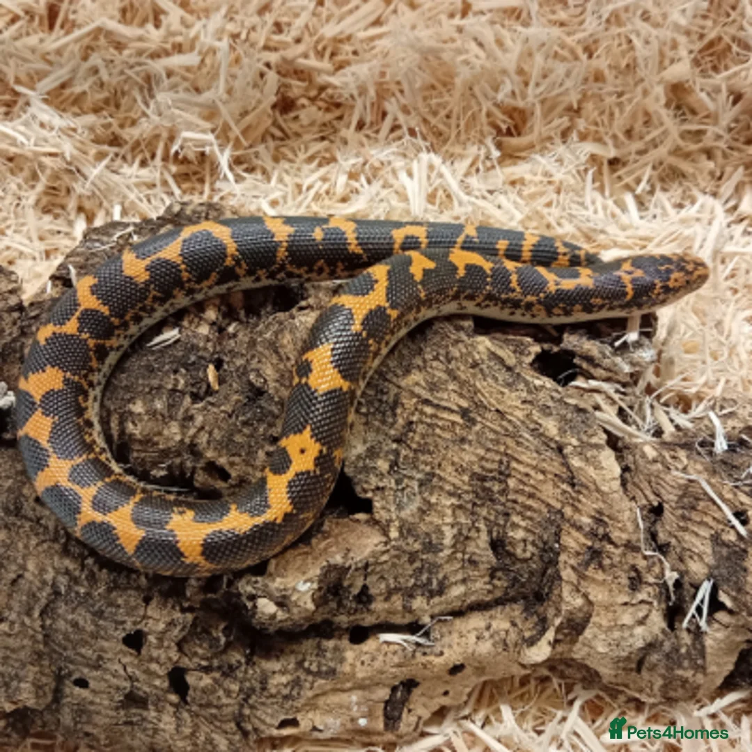 Boa Snake reptiles for sale: Beautiful, Juvenile, Captive-Bred Kenyan Sand Boas - Advert 1