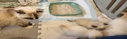 Ragdoll cats for sale: 2 Beautiful Ragdoll Kittens - Advert 12