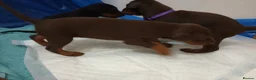 Dobermann dogs for sale: Dobermann puppies - Advert 17