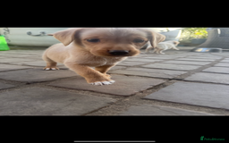 Mixed Breed dogs for sale: 3/4 Labrador 1/4 German wire hair pointer  - Image 15
