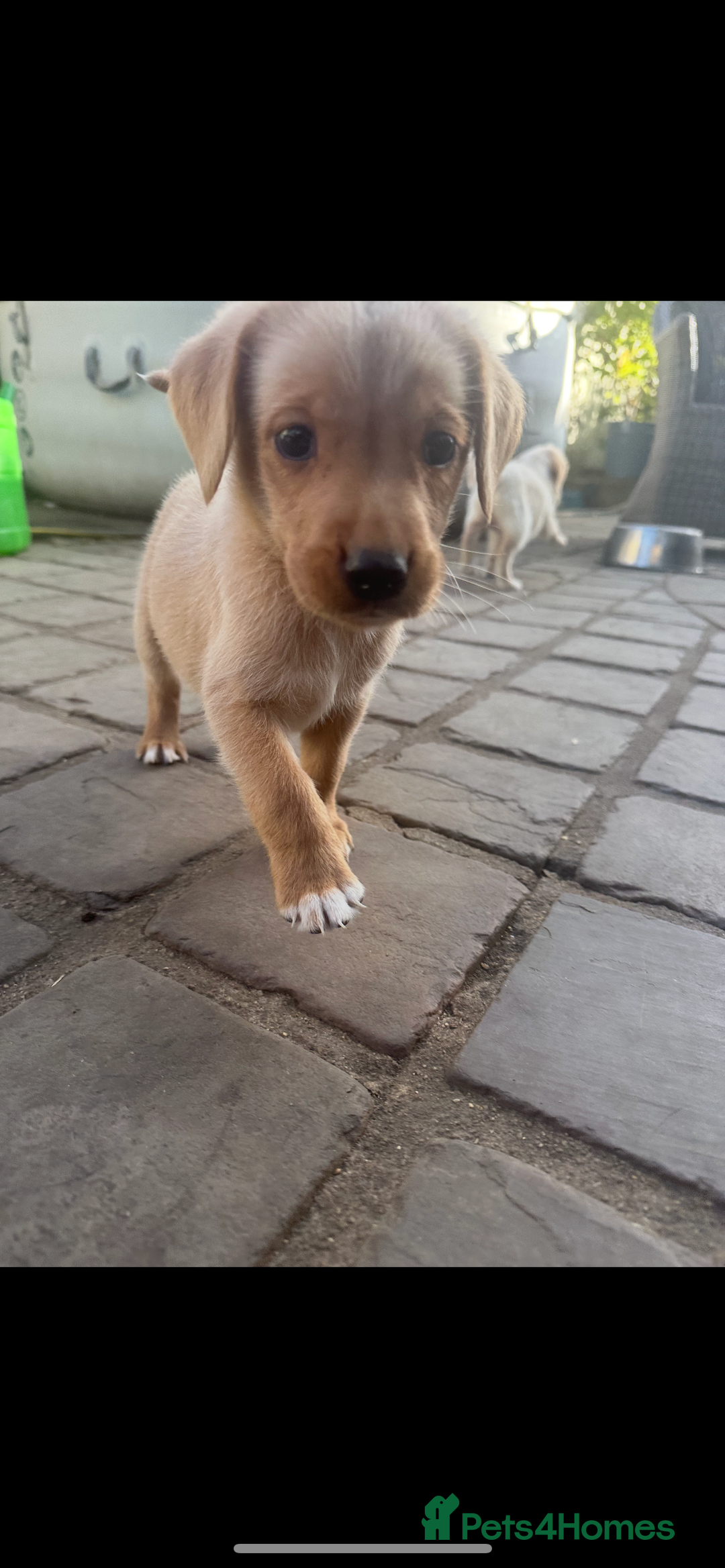 Mixed Breed dogs for sale: 3/4 Labrador 1/4 German wire hair pointer  - Image 15