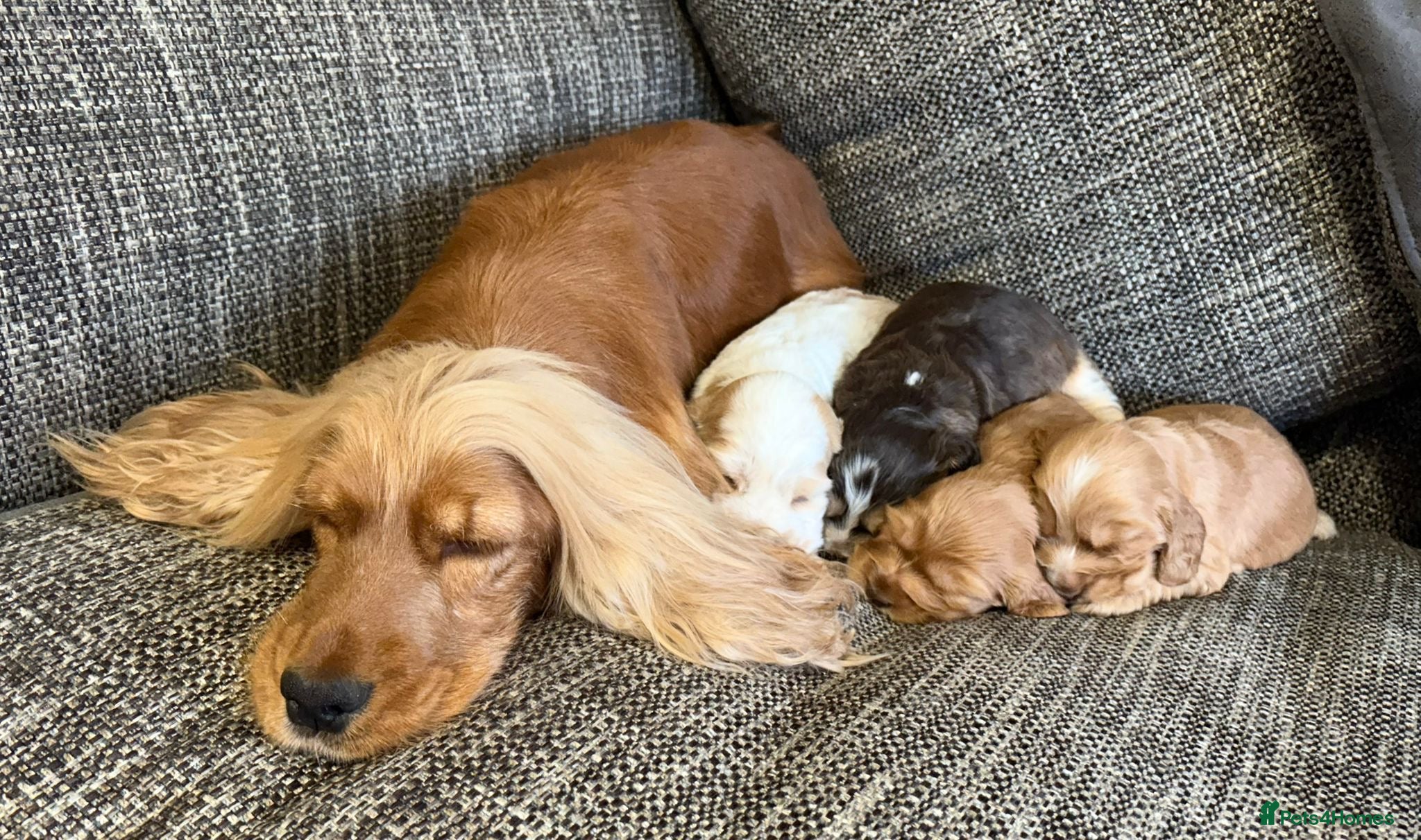 Cocker Spaniel dogs Extensively health tested, cocker spaniels. - Advert 3