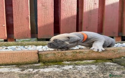 Cane Corso dogs for sale: cane corso pups - Image 13