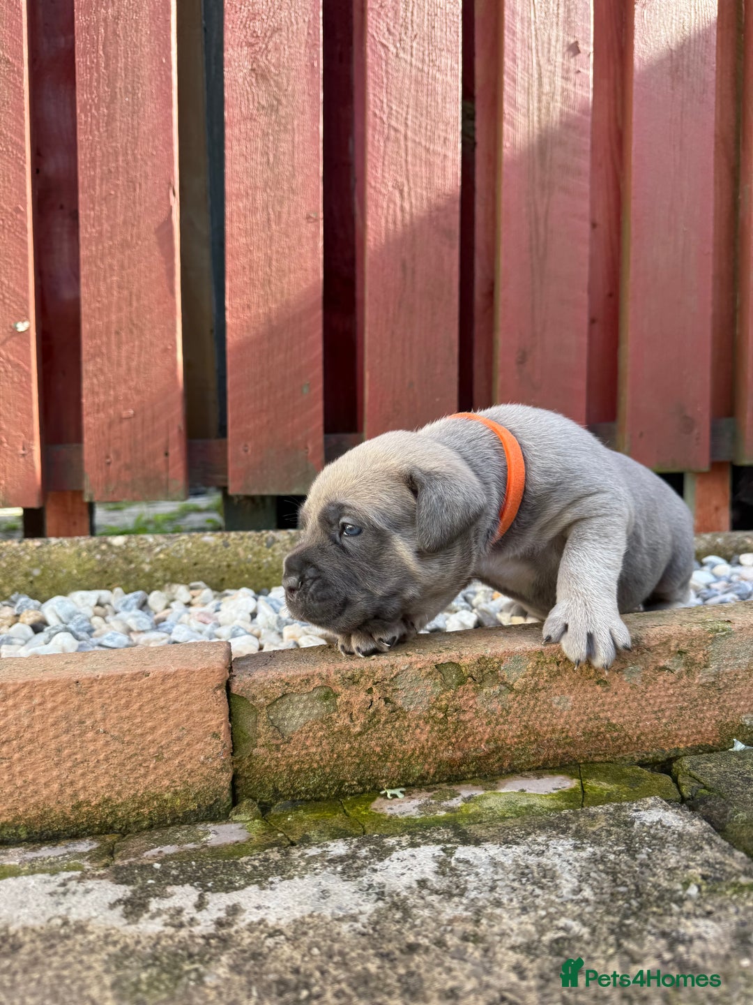 Cane Corso dogs for sale: cane corso pups - Image 13