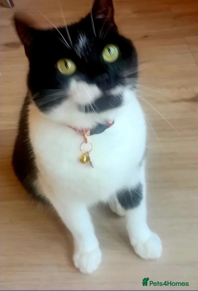Mixed Breed cats A loving & sweet girl looking for her forever home - Advert 20
